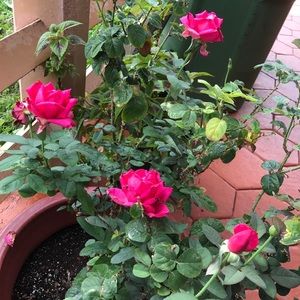 Meet your Posher, Mercy